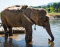 ElephantsWorld Thailand Royalty Free Stock Photo